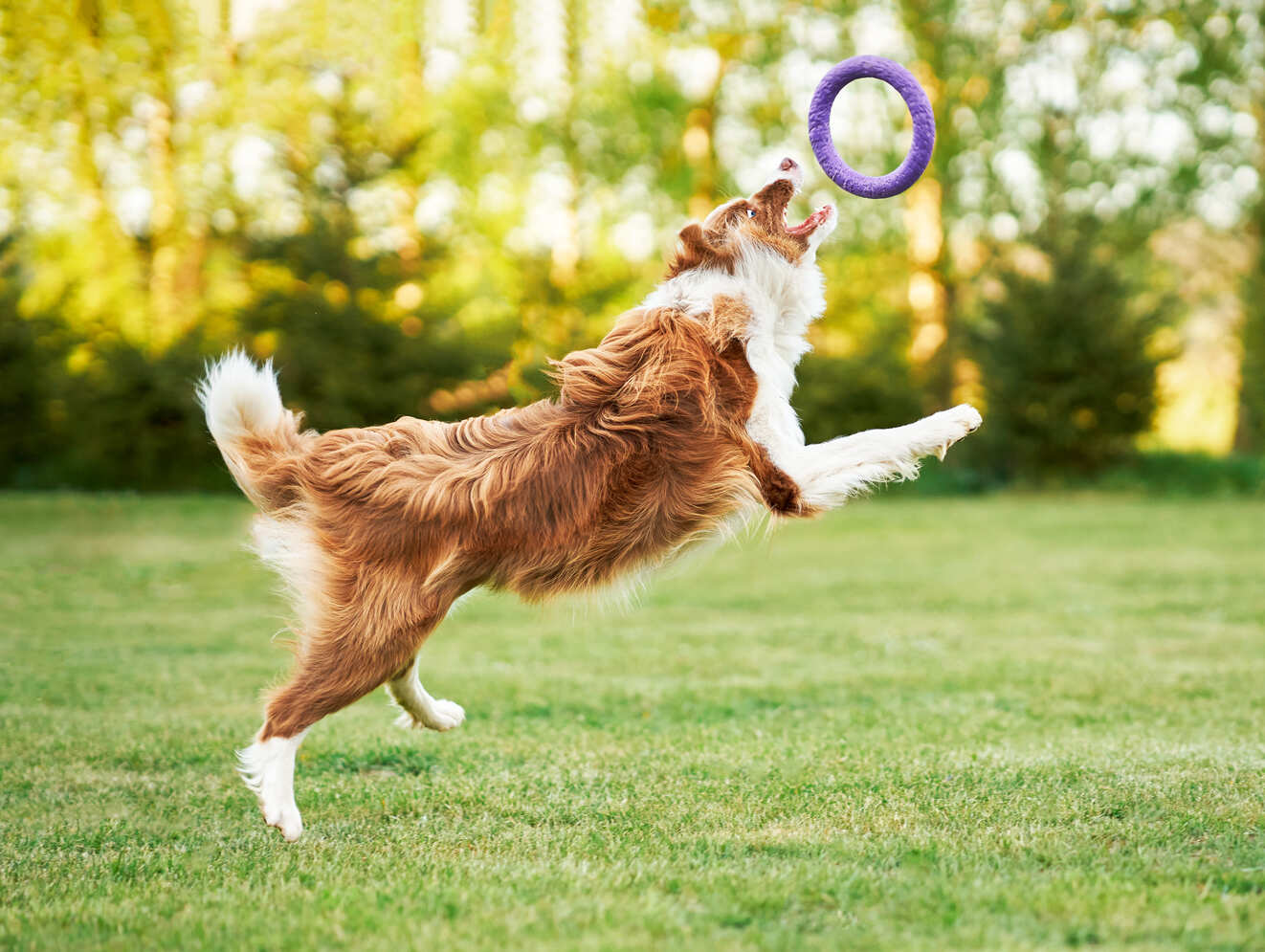 Adiestramiento canino Badajoz